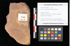 Foto (Objekt + Etikett) von Quercus palaeoilex Ettingshausen (NHMW-GEO-2024-0188-0856)